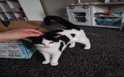 Mixed Breed cats for sale: Beautiful 4 month old girl - Image 2