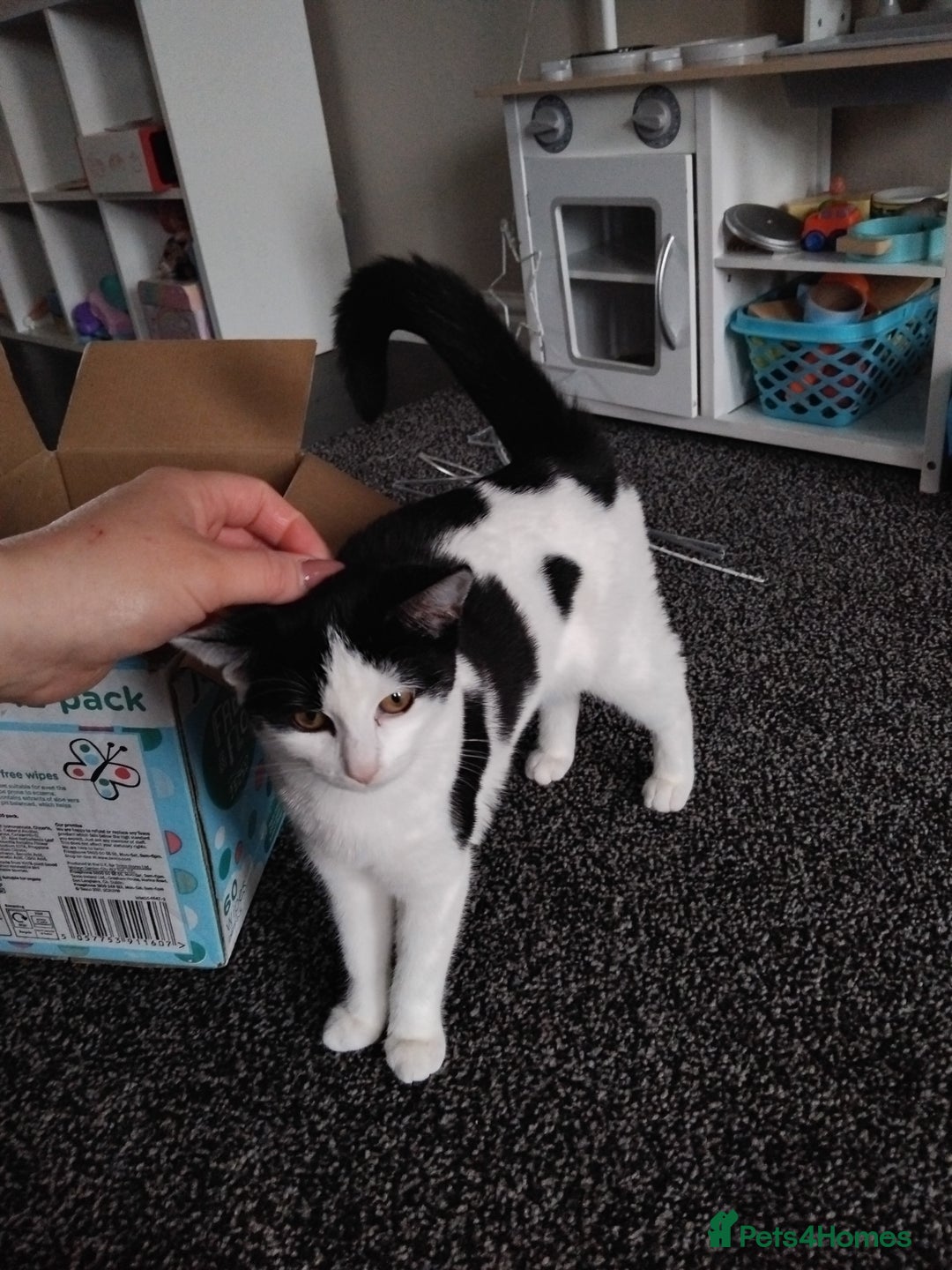 Mixed Breed cats for sale: Beautiful 4 month old girl - Image 2