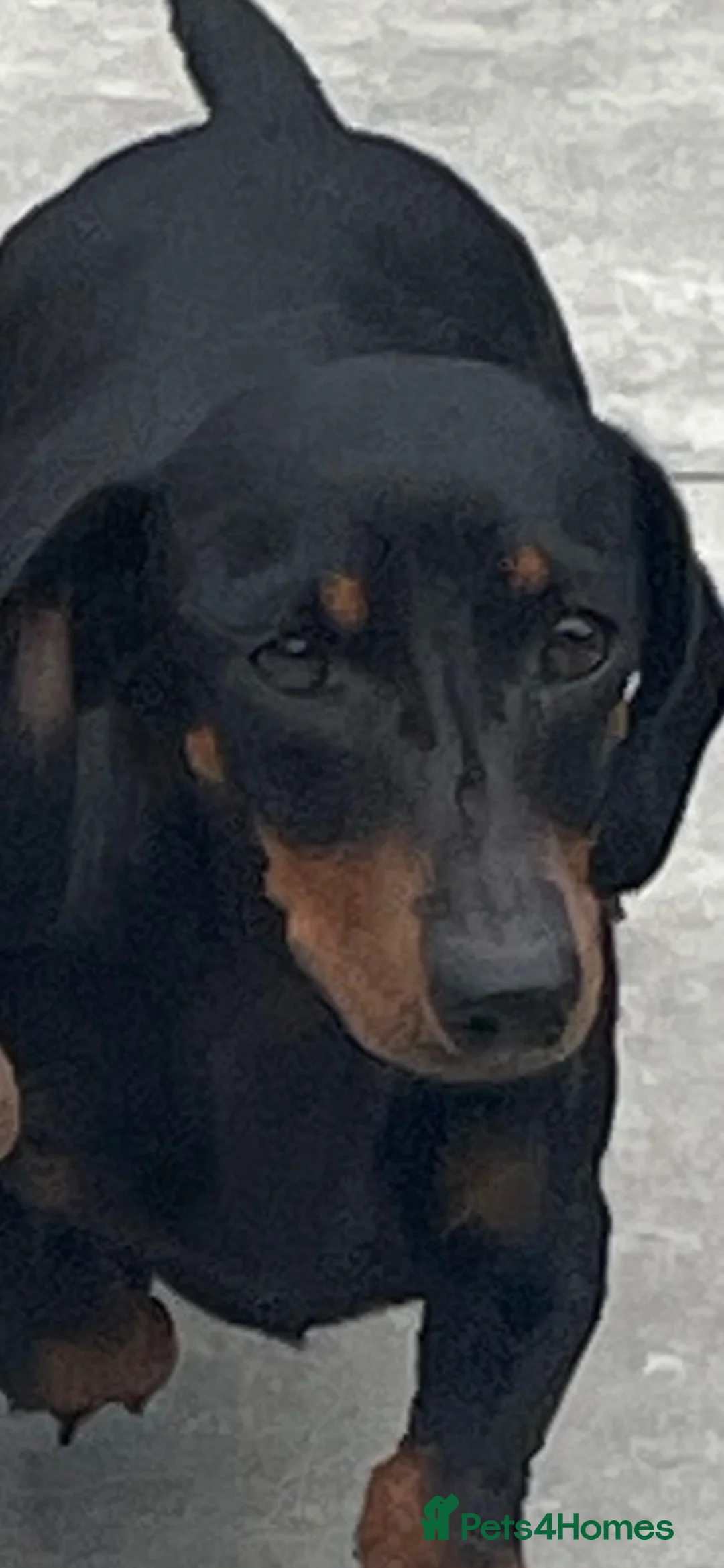 Dachshund dogs for sale: 7 beautiful Dachshunds  - Advert 2