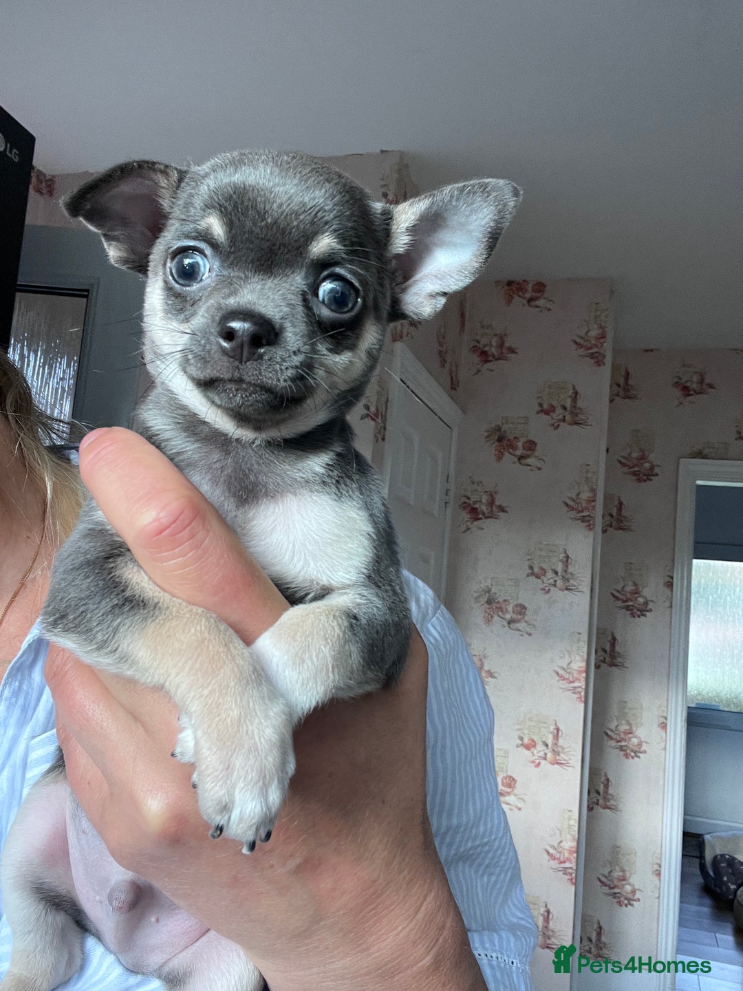 Chihuahua dogs for sale: READY one boy left  (lilac) chihuahua pup left💜🐾 - Image 7