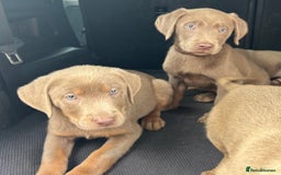 Labrador Retriever dogs for sale:  KC registered Silver and silver and tan labs  - Image 8