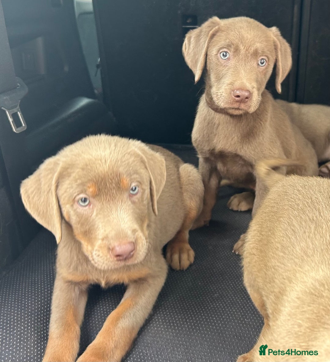 Labrador Retriever dogs for sale:  KC registered Silver and silver and tan labs  - Image 8