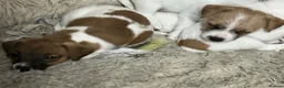 Jack Russell dogs for sale: Homebred Jack Russell puppies in Oxford - Advert 3