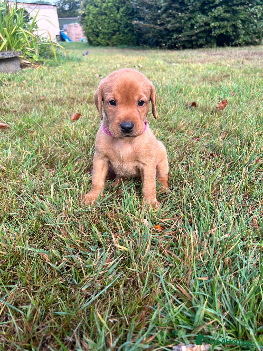 Labrador Retriever dogs for sale: KC Registered Fox Red Labrador Puppies  - Image 9