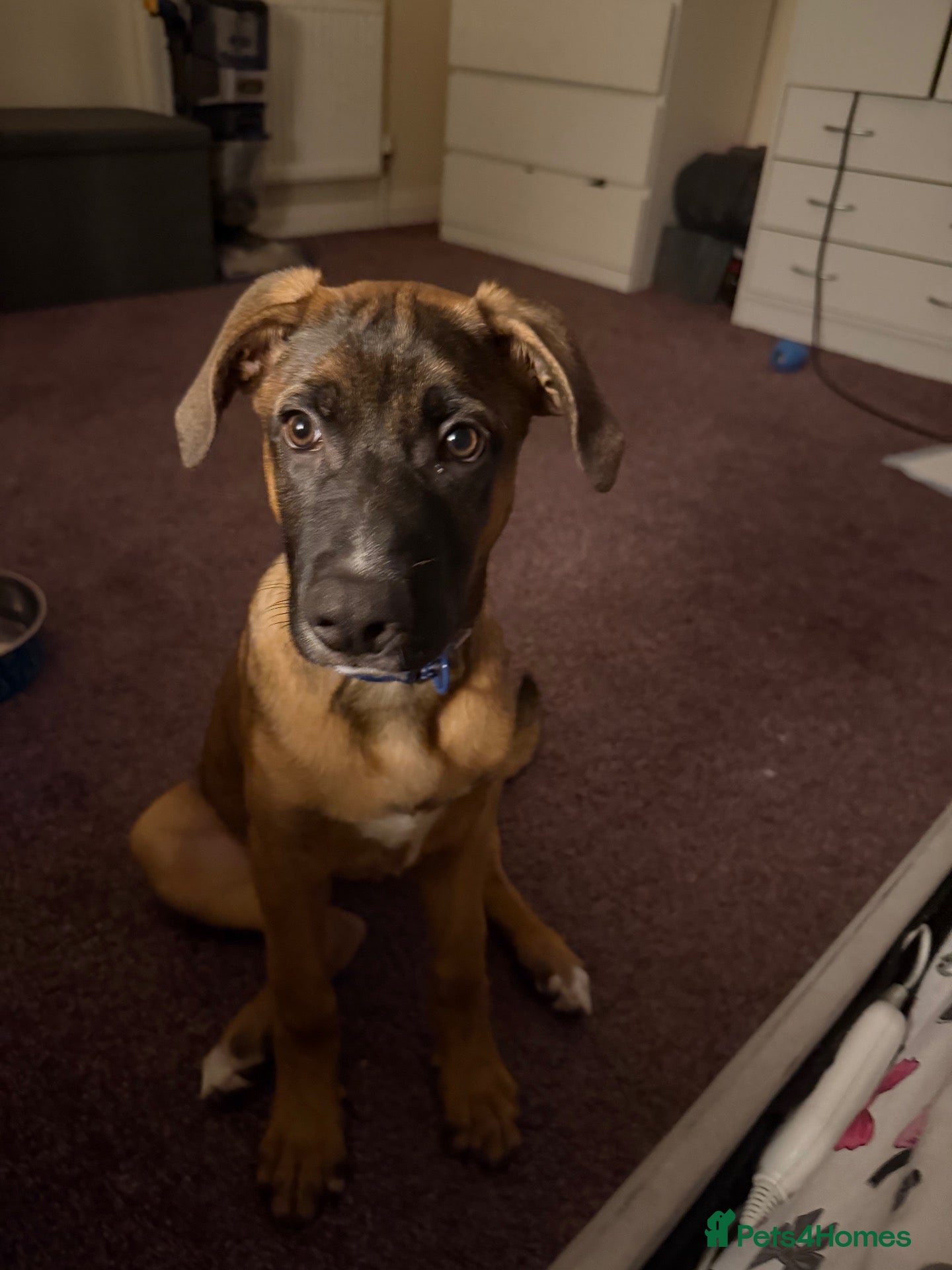 Mixed Breed dogs for sale: Urgent rehome needed  - Advert 21