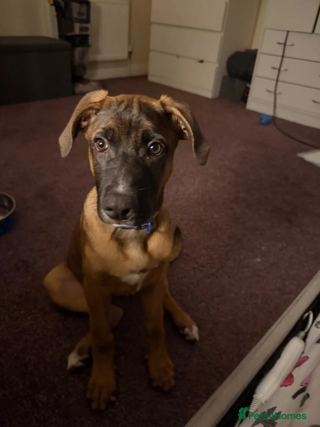 Mixed Breed dogs for sale: Urgent rehome needed  - Advert 1