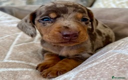 Miniature Dachshund dogs for sale: Miniature Dachshund Puppies LICENSED BREEDER - Image 10