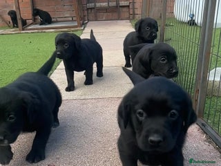 Cockerdor dogs - Advert 2