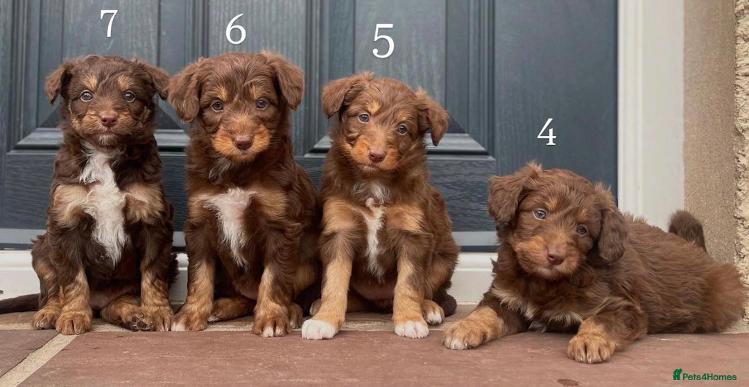 Bordoodle dogs for sale: OUTSTANDING *TRI COLOUR* MINIATURE BORDOODLES - Image 14
