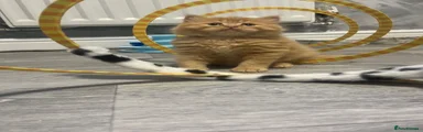British Shorthair 2 Boy 