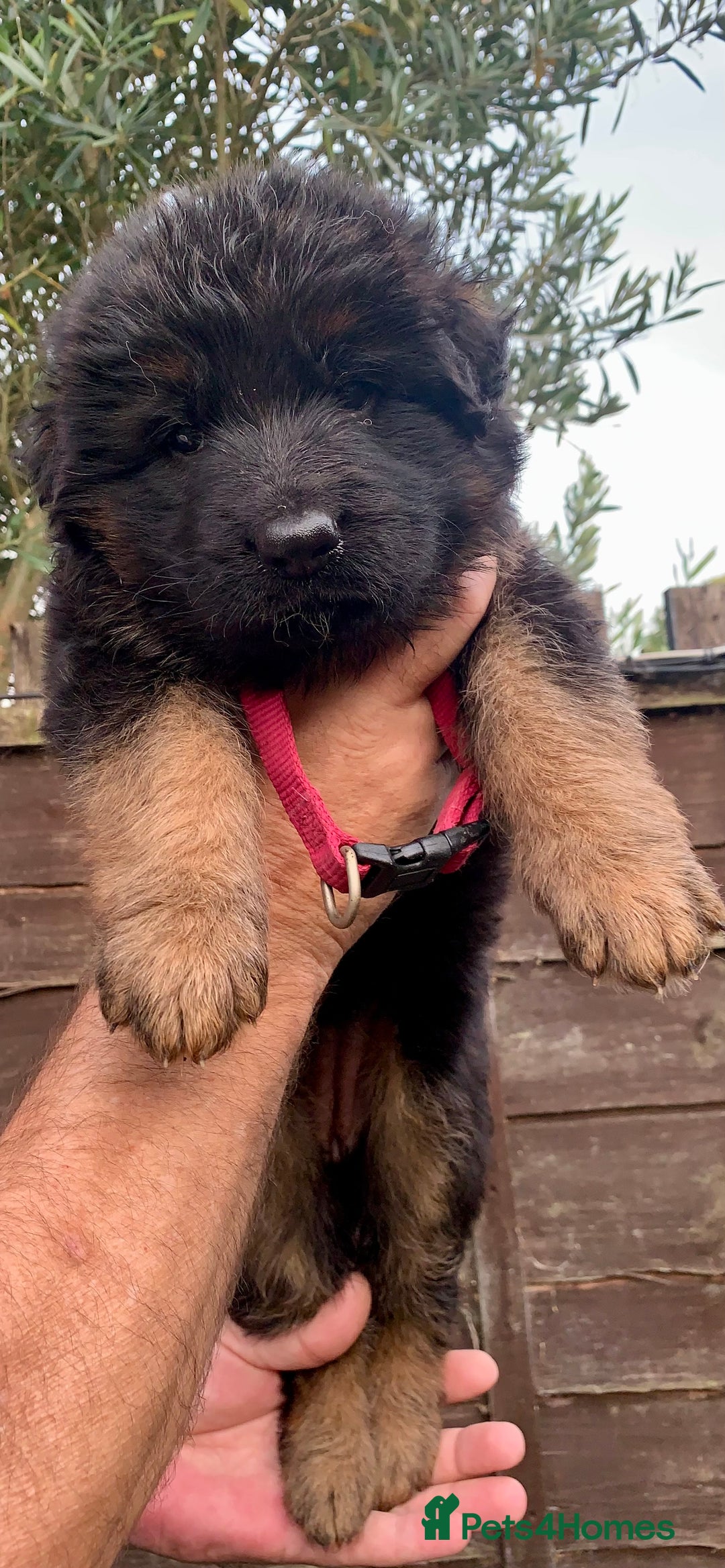 German Shepherd dogs for sale: Long Haired GSD Puppies. Only 1 boys LEFT!  - Image 11