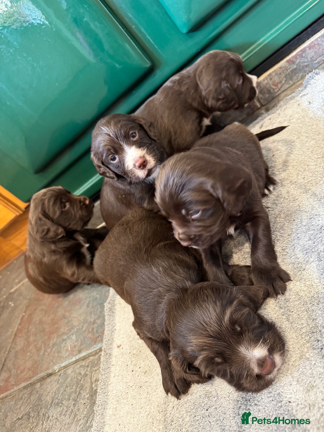 Sprocker dogs for sale: F1 Sprocker puppies liver and white  - Image 3