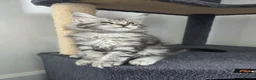 Maine Coon cats for sale: Maine coon pedigree kittens  - Advert 30