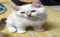Ragdoll cats for sale: GCCF REGISTERED RAGDOLL KITTENS. 4  BOYS - Image 10