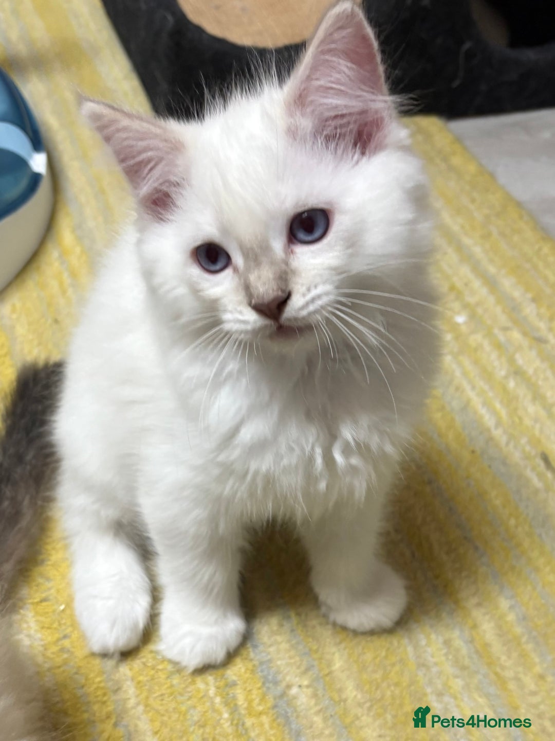 Ragdoll cats for sale: GCCF REGISTERED RAGDOLL KITTENS. 4  BOYS - Image 10