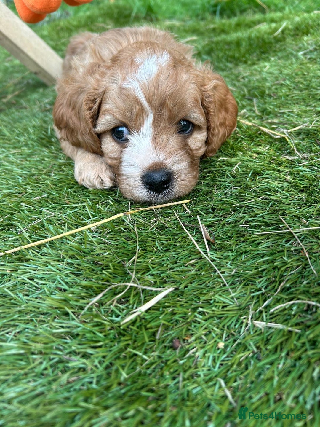Cavapoo dogs for sale: Beautiful fully DNA tested Cavapoo's  - Image 15