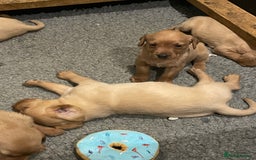 Labrador Retriever dogs for sale: Fox red Labrador puppies  - Advert 3