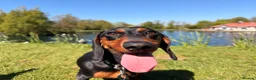 Miniature Dachshund dogs for sale: Very sweet mini Dachshund girl in Carluke - Advert 6
