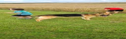 German Shepherd dogs for stud: German shepherd stud  - Advert 2