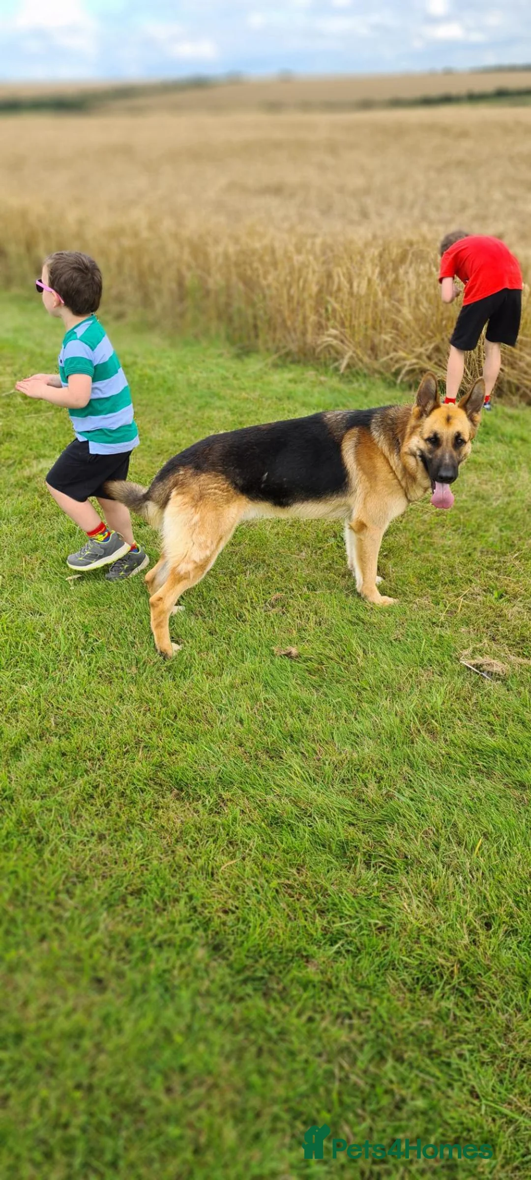 German Shepherd dogs for stud: German shepherd stud  - Advert 2