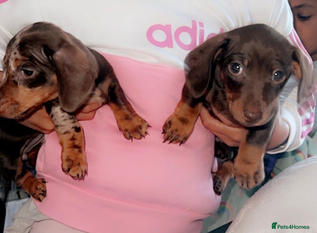 Miniature Dachshund dogs for sale: Miniature Dachshund  - Advert 3