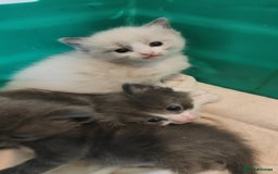 Mixed Breed cats for sale: Ragdoll X russian blue kittens - Image 11