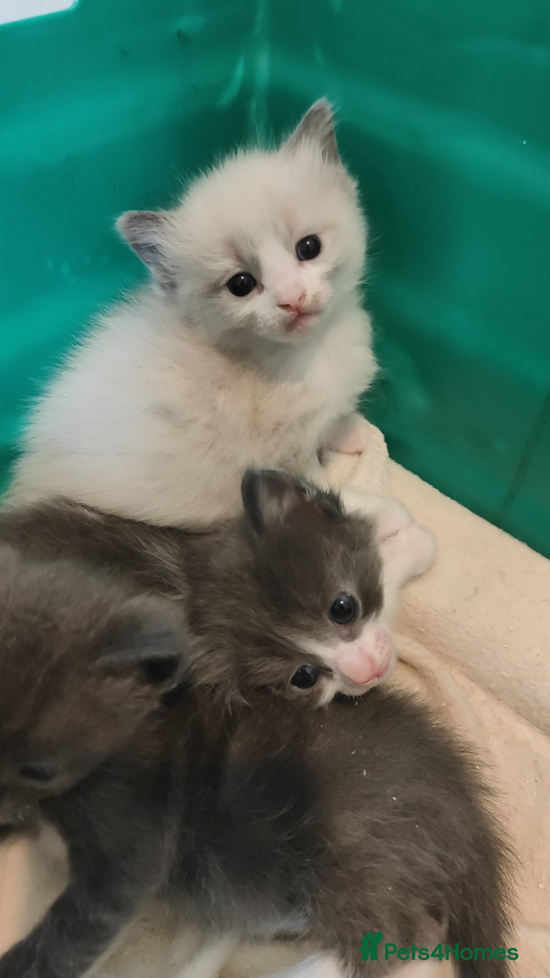 Mixed Breed cats for sale: Ragdoll X russian blue kittens - Image 11
