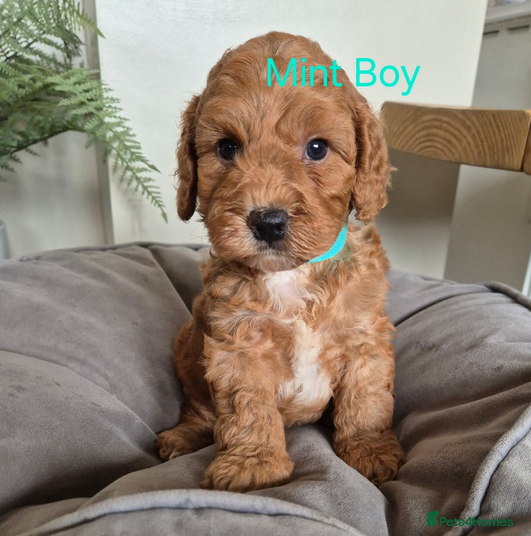 Cockapoo dogs for sale: QUALITY F1 COCKAPOOS - Image 4