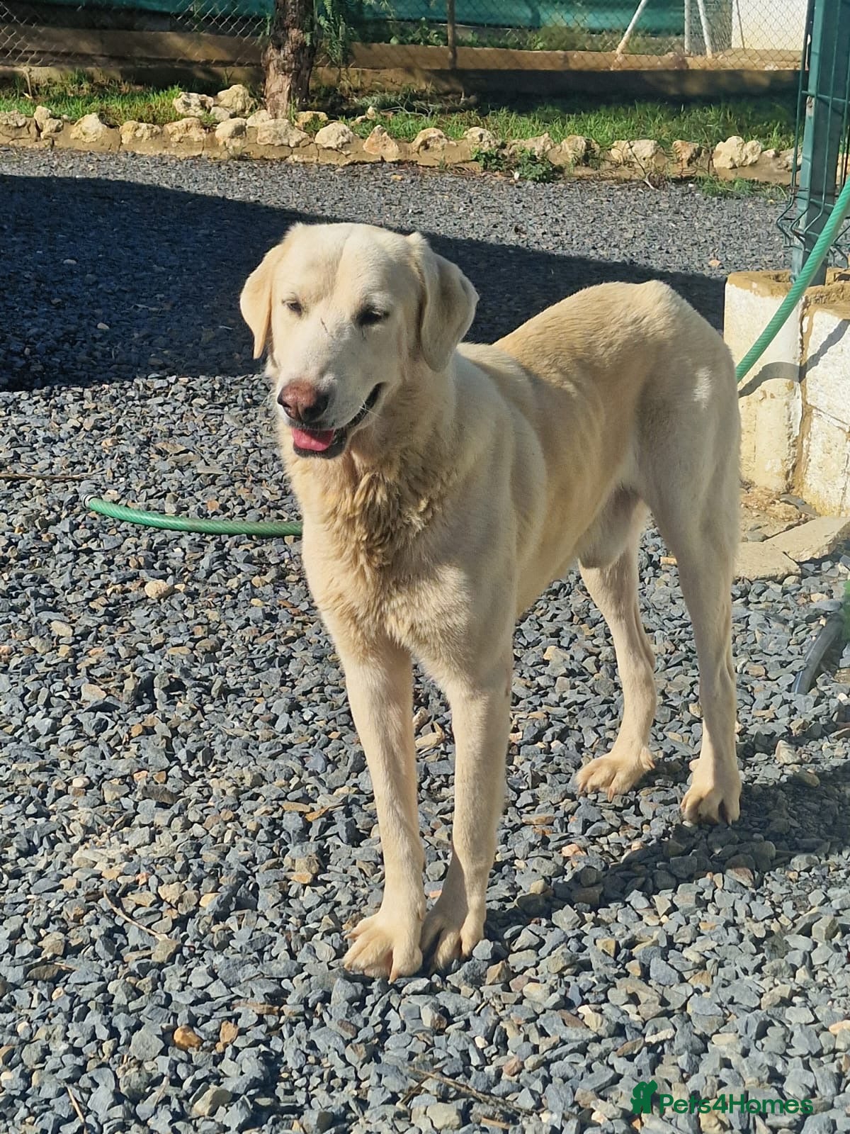 Mixed Breed dogs Wonderful NEVADO - Advert 12