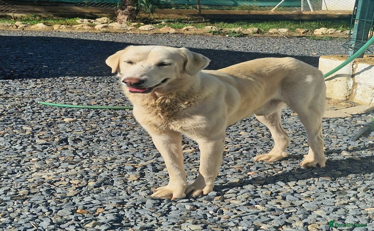 Mixed Breed dogs Wonderful NEVADO - Advert 15