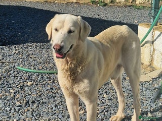 Mixed Breed dogs Wonderful NEVADO - Advert 8