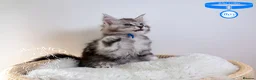 Maine Coon cats for sale: Stunning Maine Coon Kittens - Advert 4