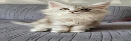Maine Coon cats for sale: Tica registered maine coon kittens  - Advert 5