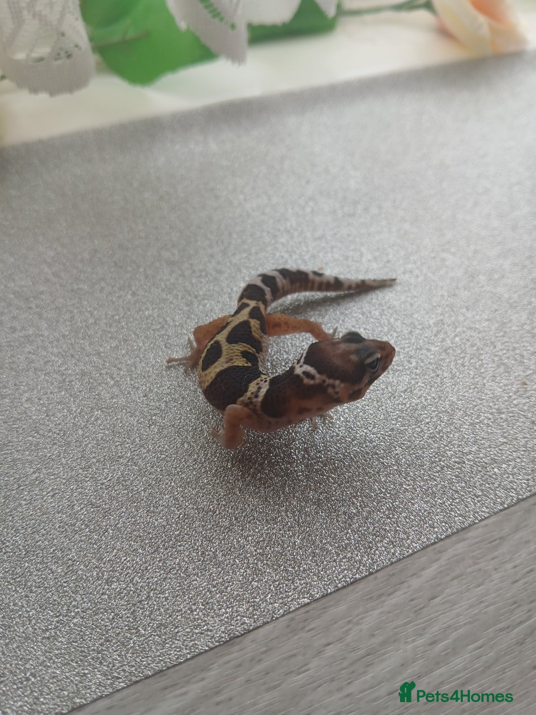Leopard Gecko reptiles for sale: Leopard gecko for sale baby  - Advert 11