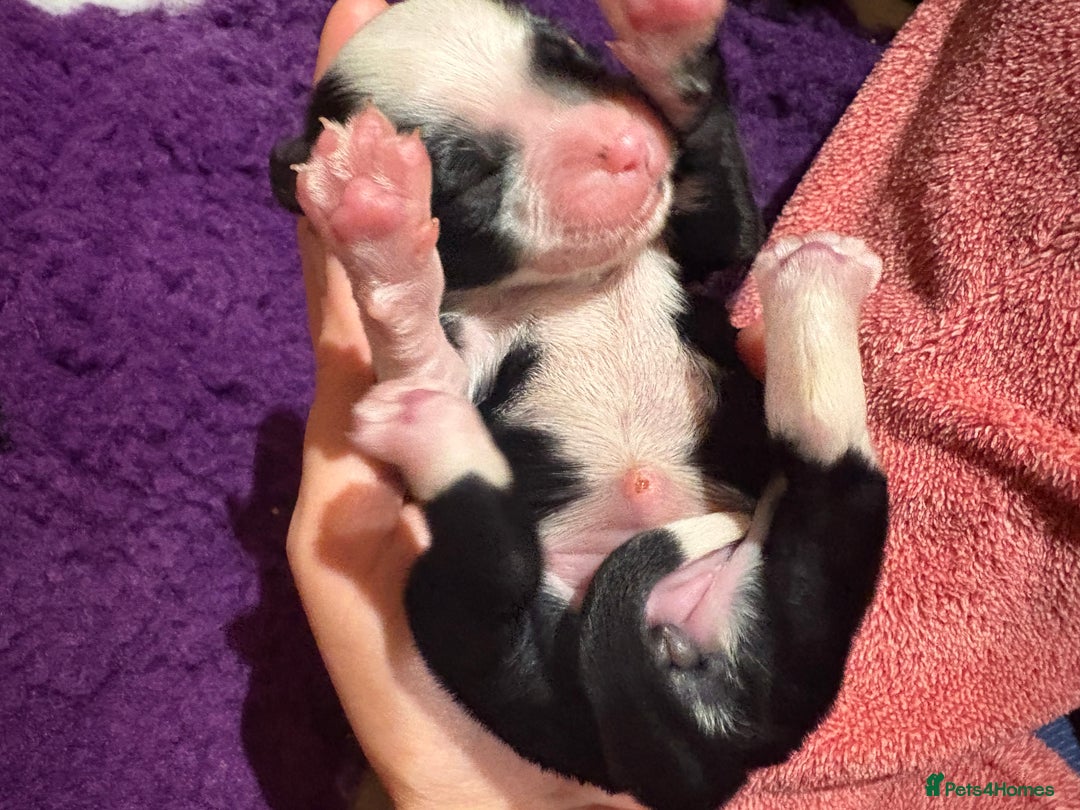 Tibetan Terrier dogs for sale: KC fully health tested exceptionally bred Tibetan  - Advert 24