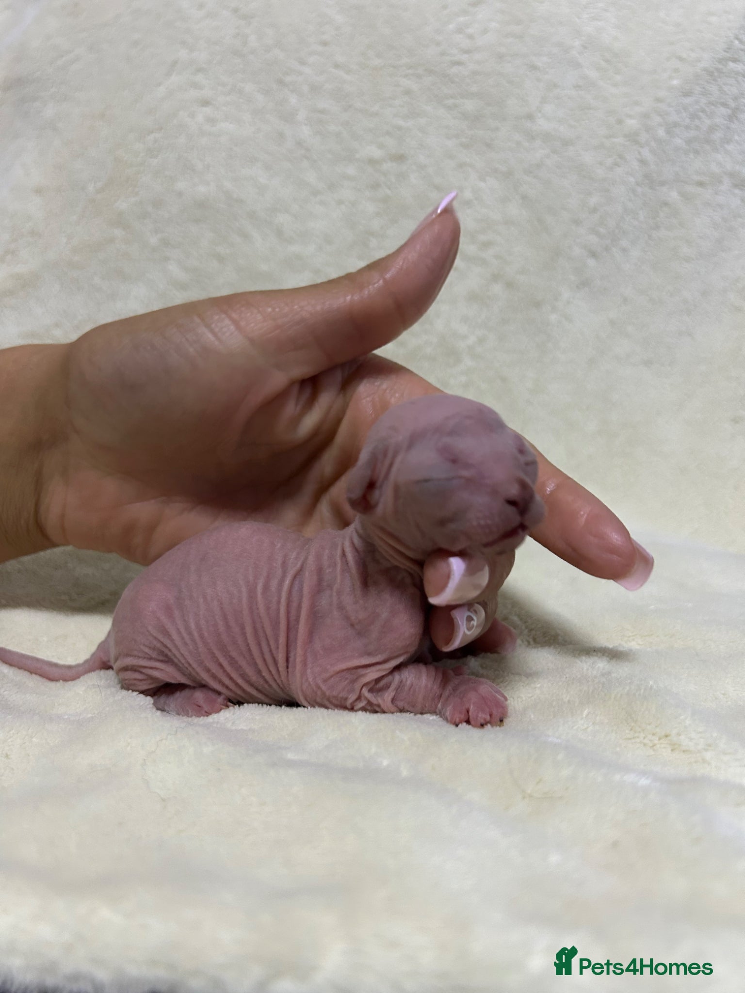 Sphynx cats Short Leg Munckin Sphinx Kittens(BullyCat) - Advert 3