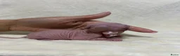 Sphynx cats for sale: Short Leg Munckin Sphinx Kittens(BullyCat) - Advert 1