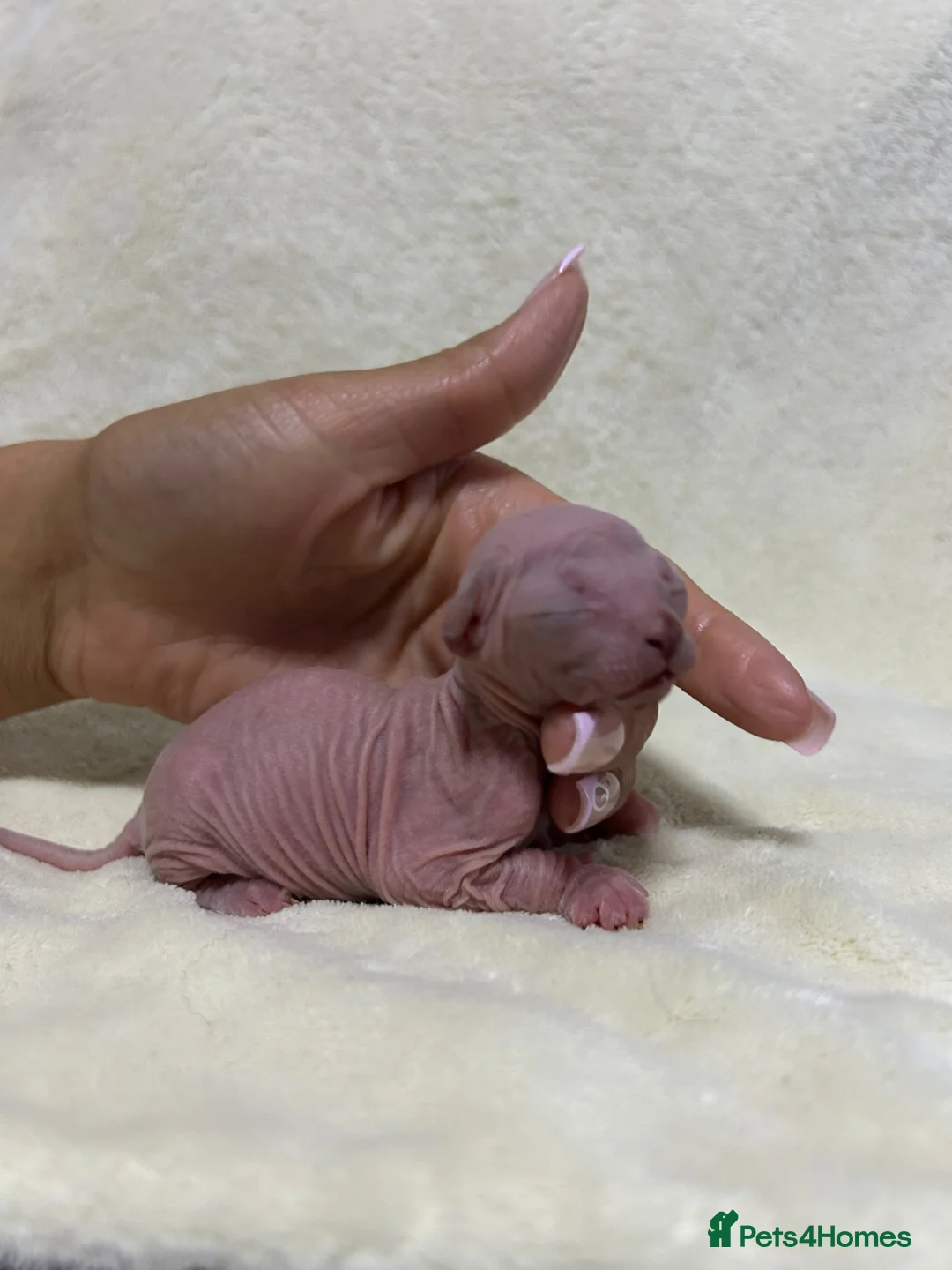 Sphynx cats for sale: Short Leg Munckin Sphinx Kittens(BullyCat) - Advert 1