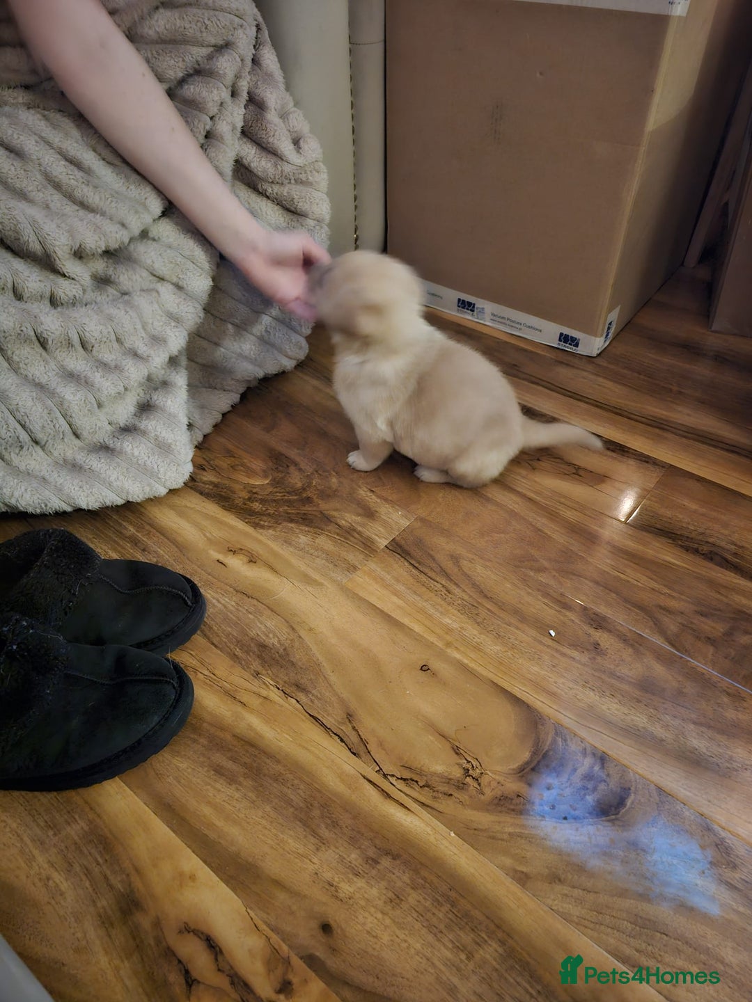 Labrador Retriever dogs for sale: Two beautiful boys - Advert 16