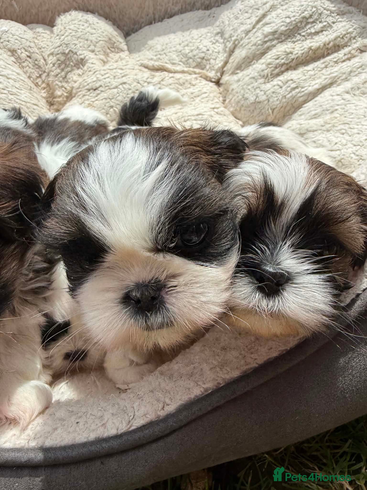 Shih Tzu dogs Shihtzu puppies for sale  - Advert 2
