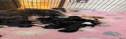 Sheepadoodle dogs for sale: Stunning Sheepadoodle puppies  in Stourbridge - Advert 5
