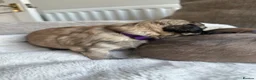 Mixed Breed dogs for sale: Beautiful Chihuahua x  Puppies - Advert 31