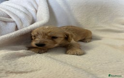 Cockapoo dogs for sale: Stunning cockapoo puppies  - Image 19