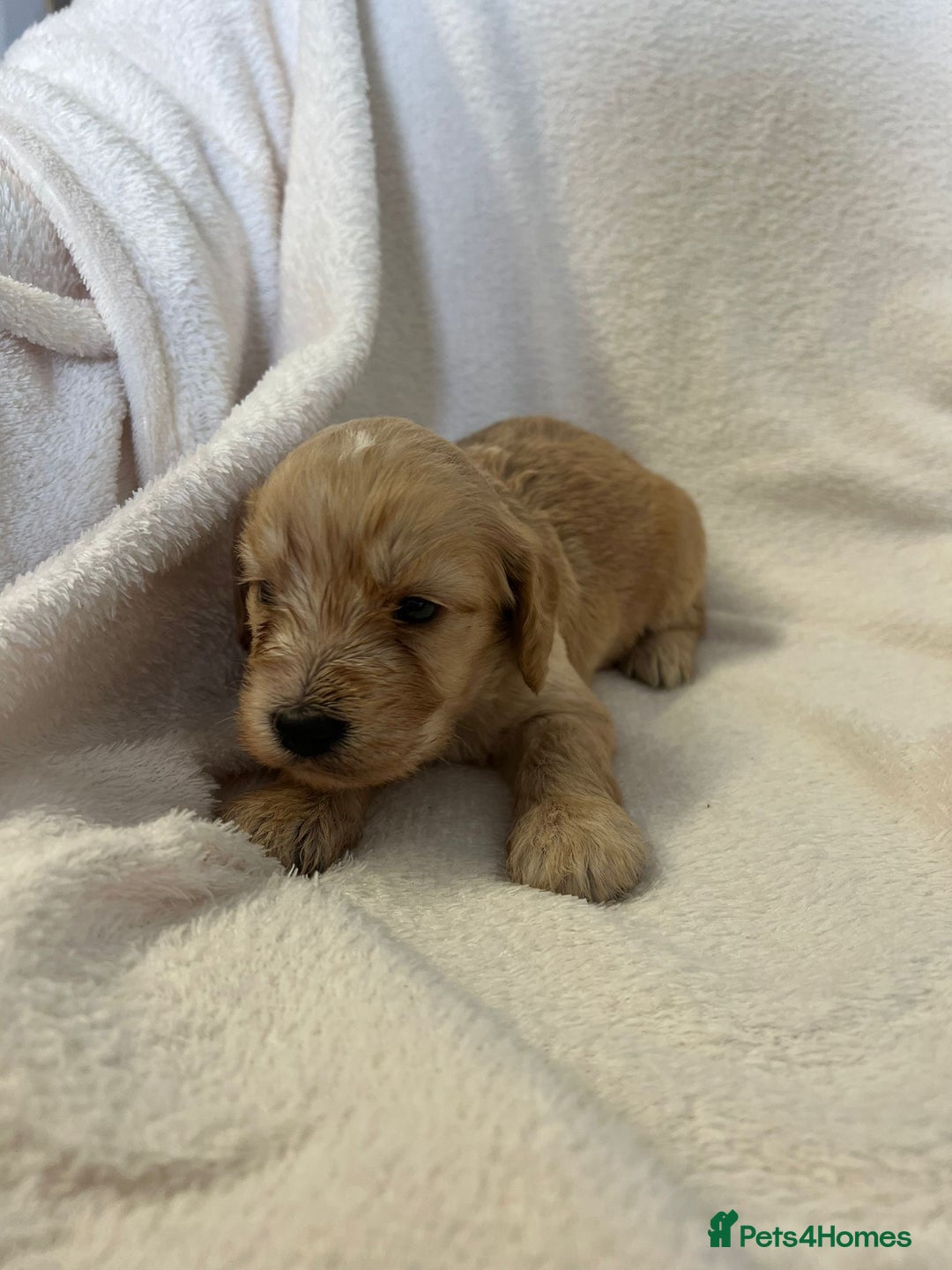 Cockapoo dogs for sale: Stunning cockapoo puppies  - Image 19