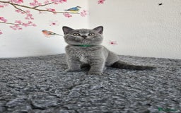 British Shorthair cats for sale: Gccf British Shorthair kittens  - Image 20
