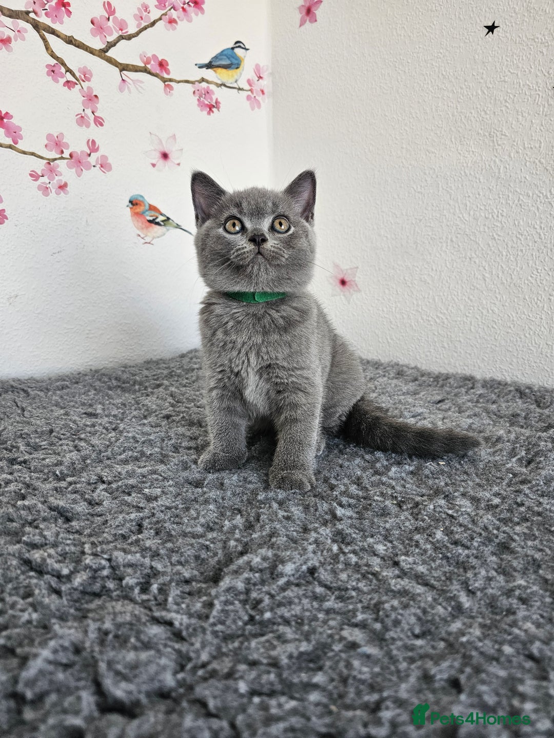 British Shorthair cats for sale: Gccf British Shorthair kittens  - Image 20