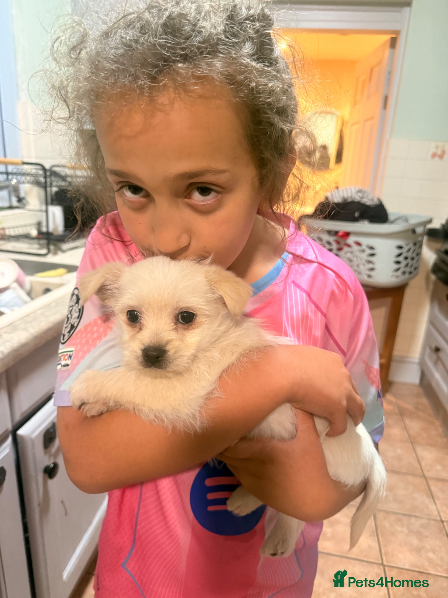 Jack Russell dogs Mini jack Russell / terrier babies, last girls  - Advert 16