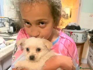 Jack Russell dogs Mini jack Russell / terrier babies, last girls - Advert 16