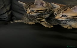 Mixed Breed cats for sale: Beautiful full marble/stripy kittens - Image 13