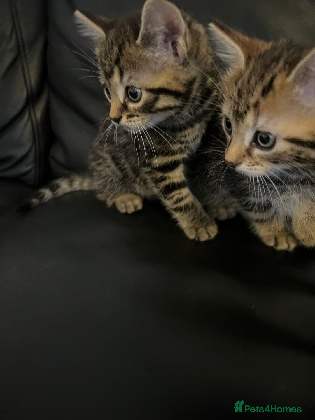 Mixed Breed cats for sale: Beautiful full marble/stripy kittens - Image 13